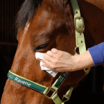 RAVENE - EASY SHINE WIPE